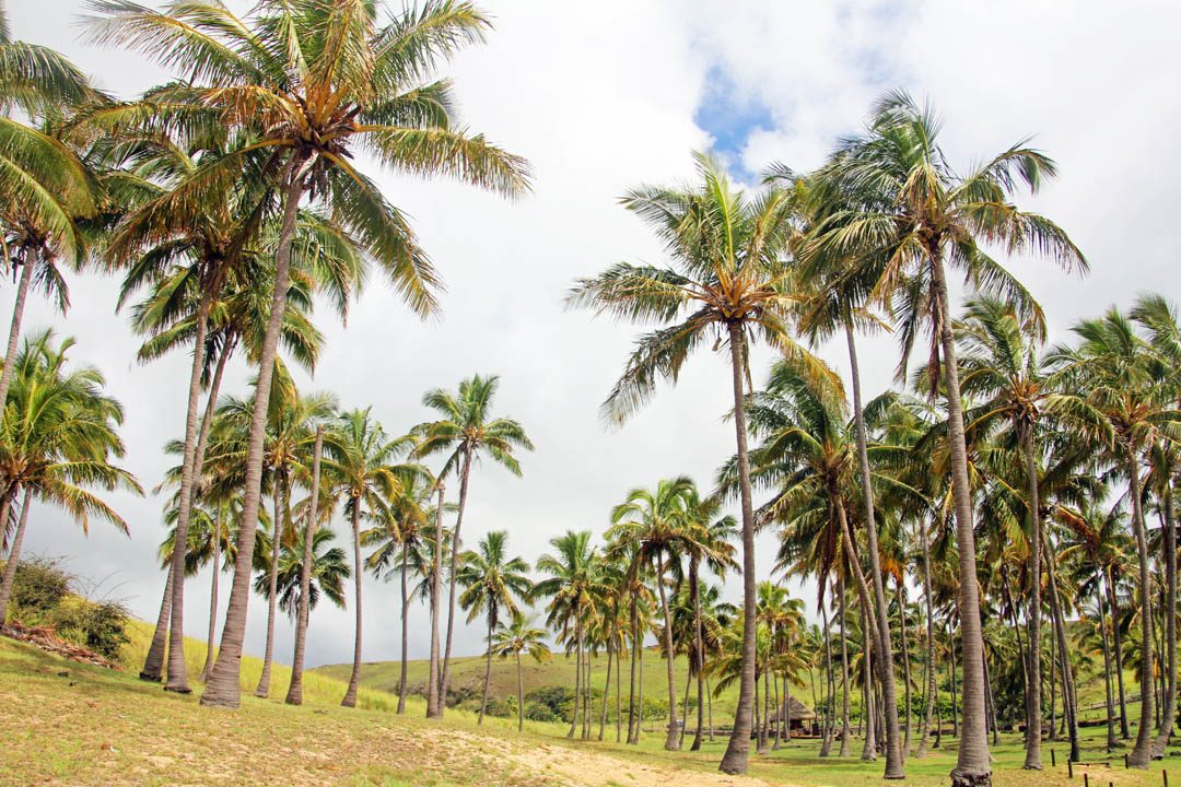 Palmiers sur la plage Anakena à l'Ile de Pâques - Rapa Nui