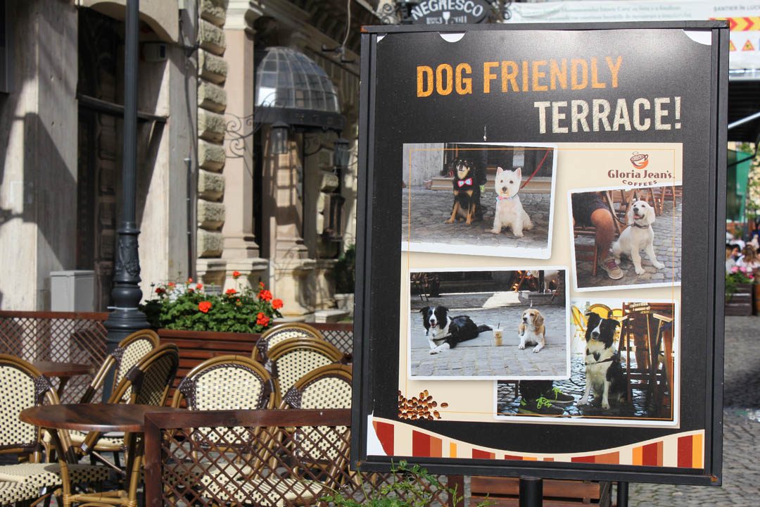 Terrasses dog friendly à Bucarest