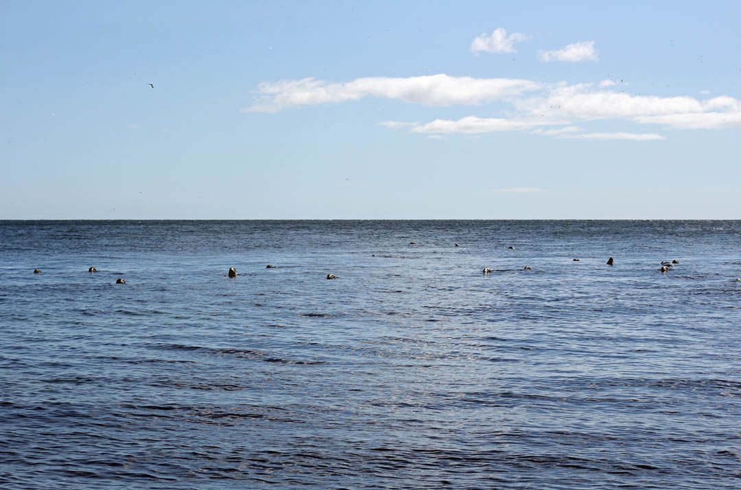Ile Bonaventure au Canada - se baigner avec des phoques
