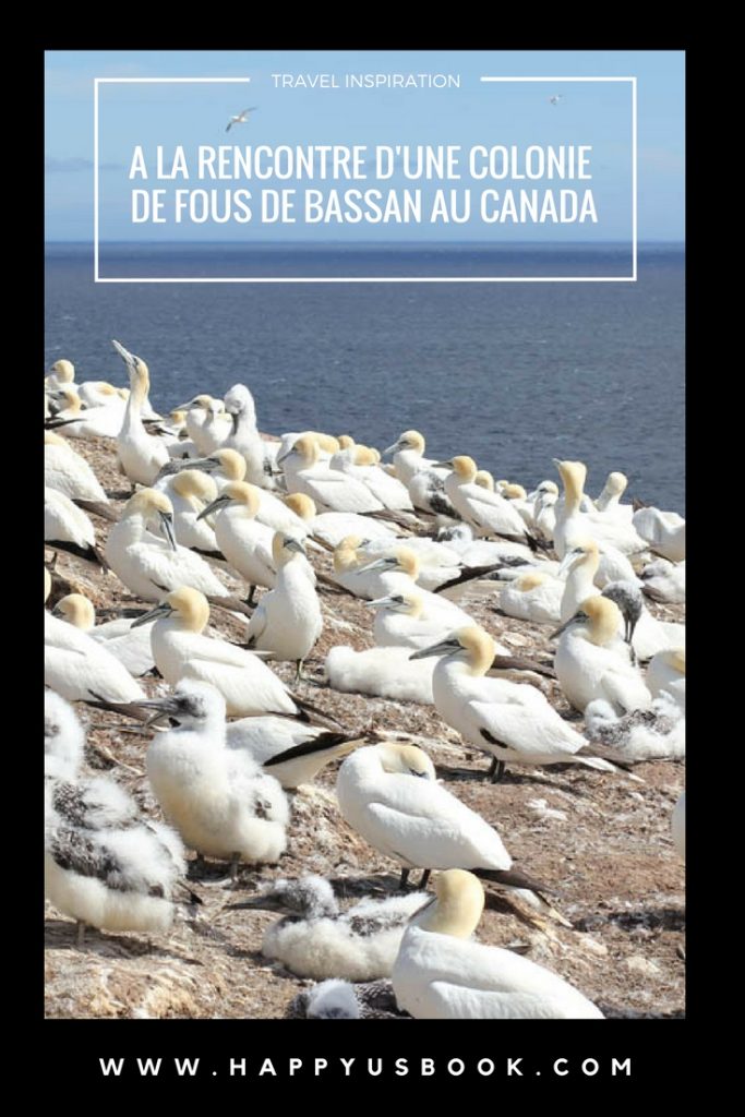 Rencontrer des fous de Bassan au Canada | www.happyusbook.com