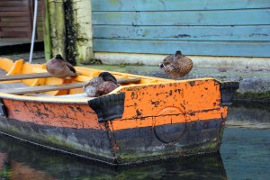 Barque et canards