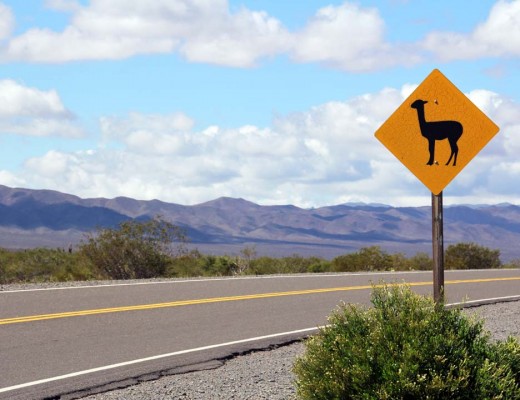 argentine road trip salta panneau lama