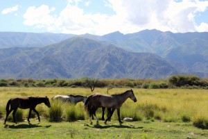 argentine road trip salta vallées Calchaquies Cafayate