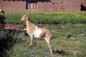 Chèvre dans un village en Argentine