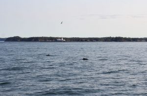 Croisière à la rencontre de dauphins et des baleines à Saint Andrews au Canada