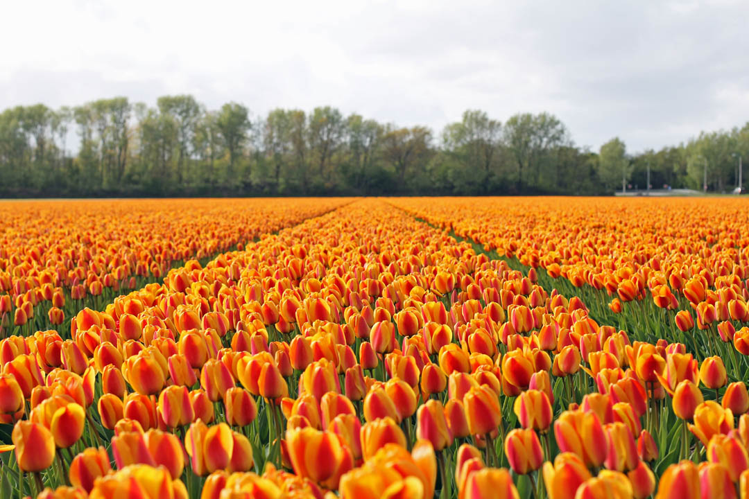 Au milieu des champs de tulipes aux Pays-Bas | Happy Us Book
