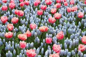 Fleurs au Parc Keukenhof aux Pays-Bas