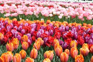 Tulipes au Parc Keukenhof aux Pays-Bas