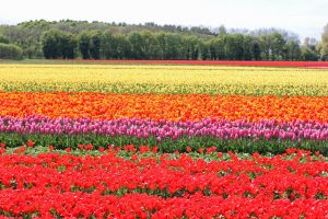 Champs de tulipes néerlandais