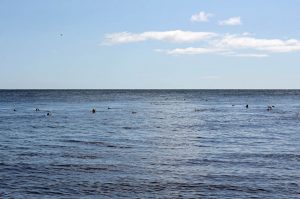 Ile Bonaventure au Canada - se baigner avec des phoques