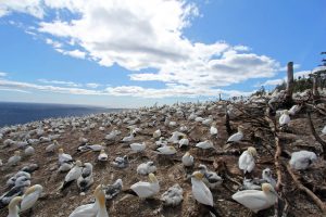 Réserve ornithologique de fous de Bassan sur l'île Bonaventure au Canada