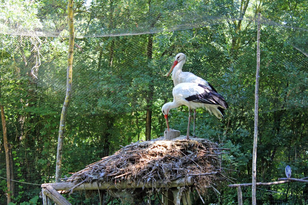 Parc ornithologique du Marais Poitevin