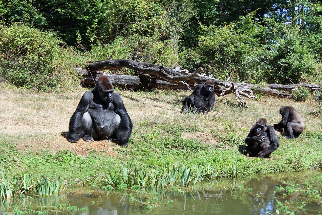 Gorilles à la Vallée des Singes
