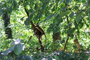 Observer les primates à la vallée des singes
